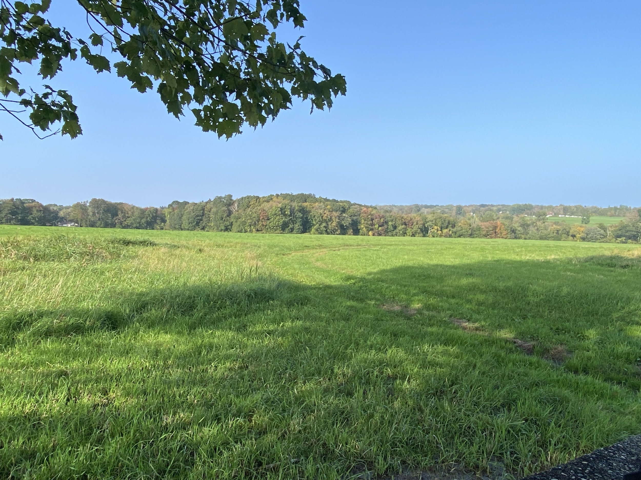 Lush green field under a clear blue sky, with trees in the background displaying hints of autumn colors, creating a serene rural landscape.
