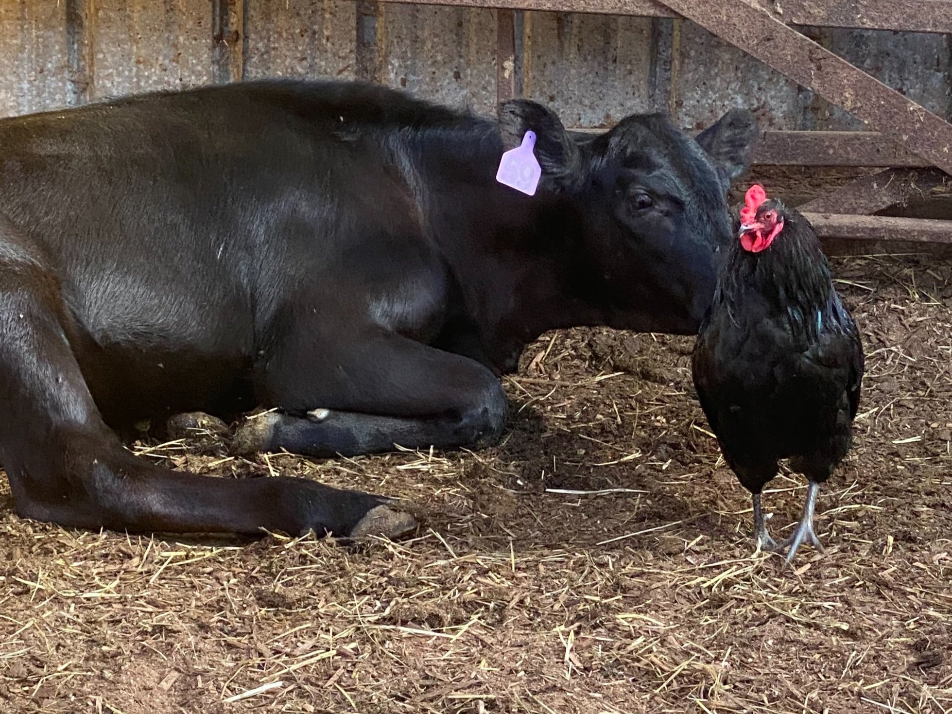 Rockland+Farm+LLC+-+7C362771-F2E0-4C08-B3E5-97F1F4B9CC52 A black cow lying on straw in a barn, gently nuzzling a black chicken standing nearby, showcasing the peaceful coexistence of farm animals.